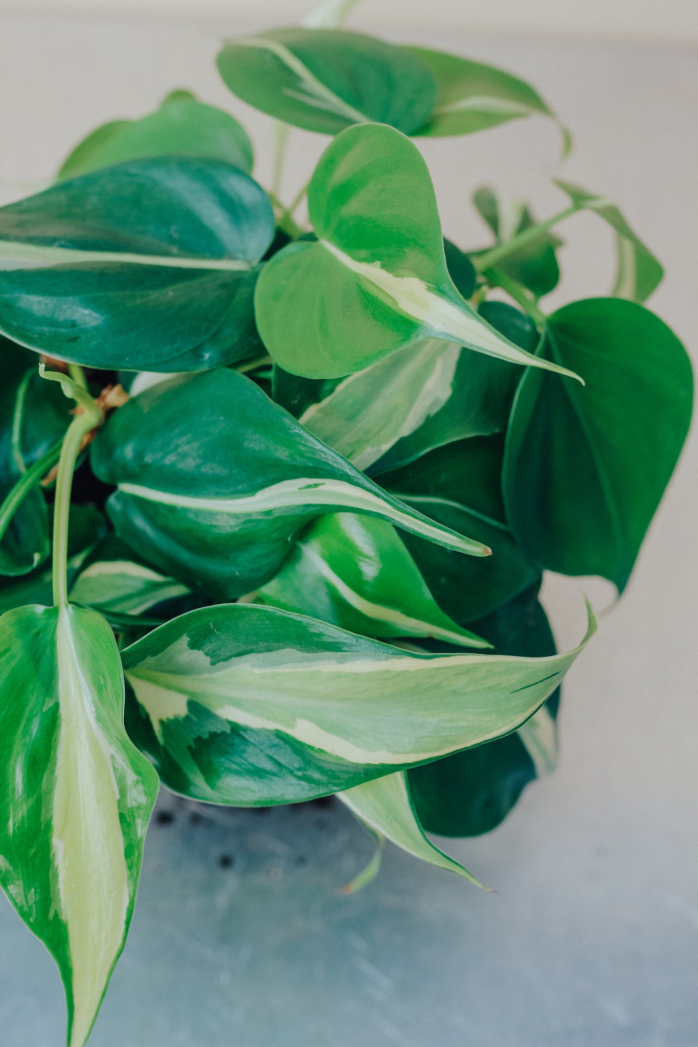 Philodendron 'Silver Stripe'