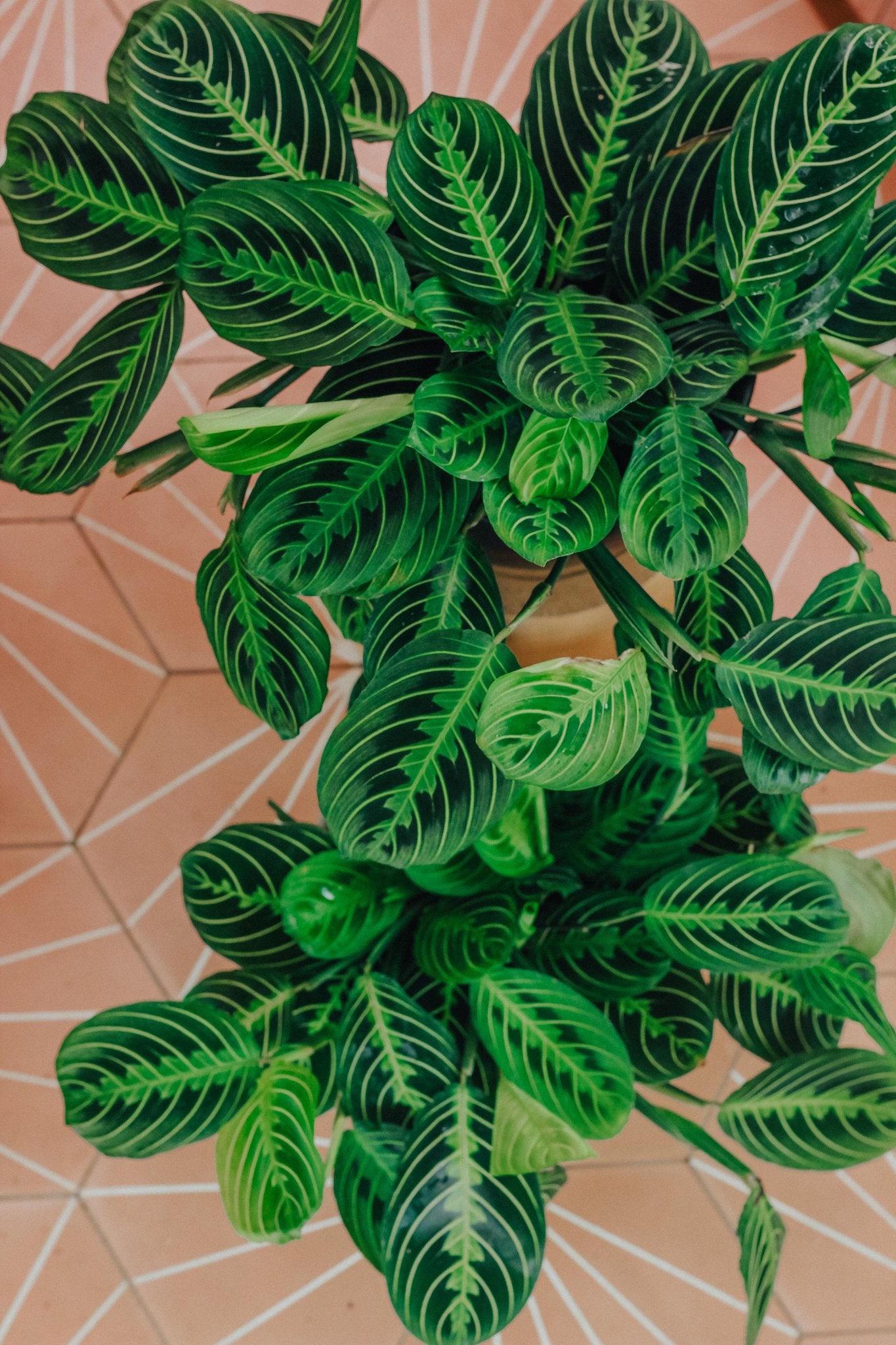 Maranta Leuconeura 'Lemon'