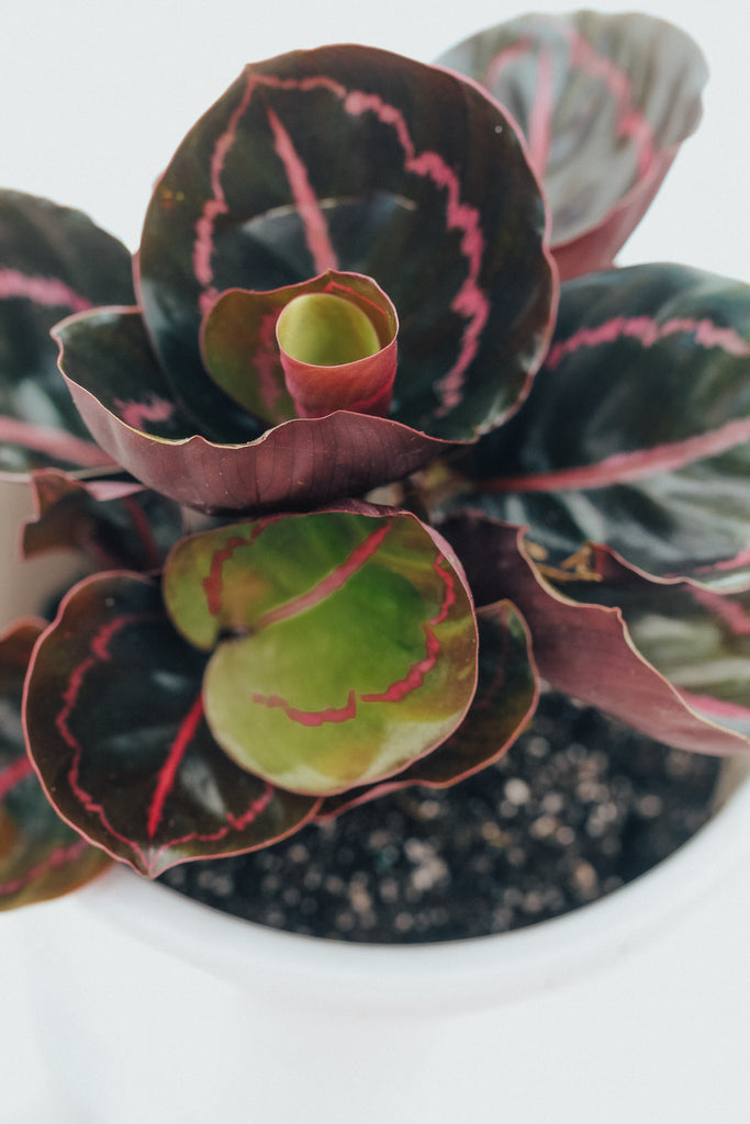 Calathea 'Dottie'