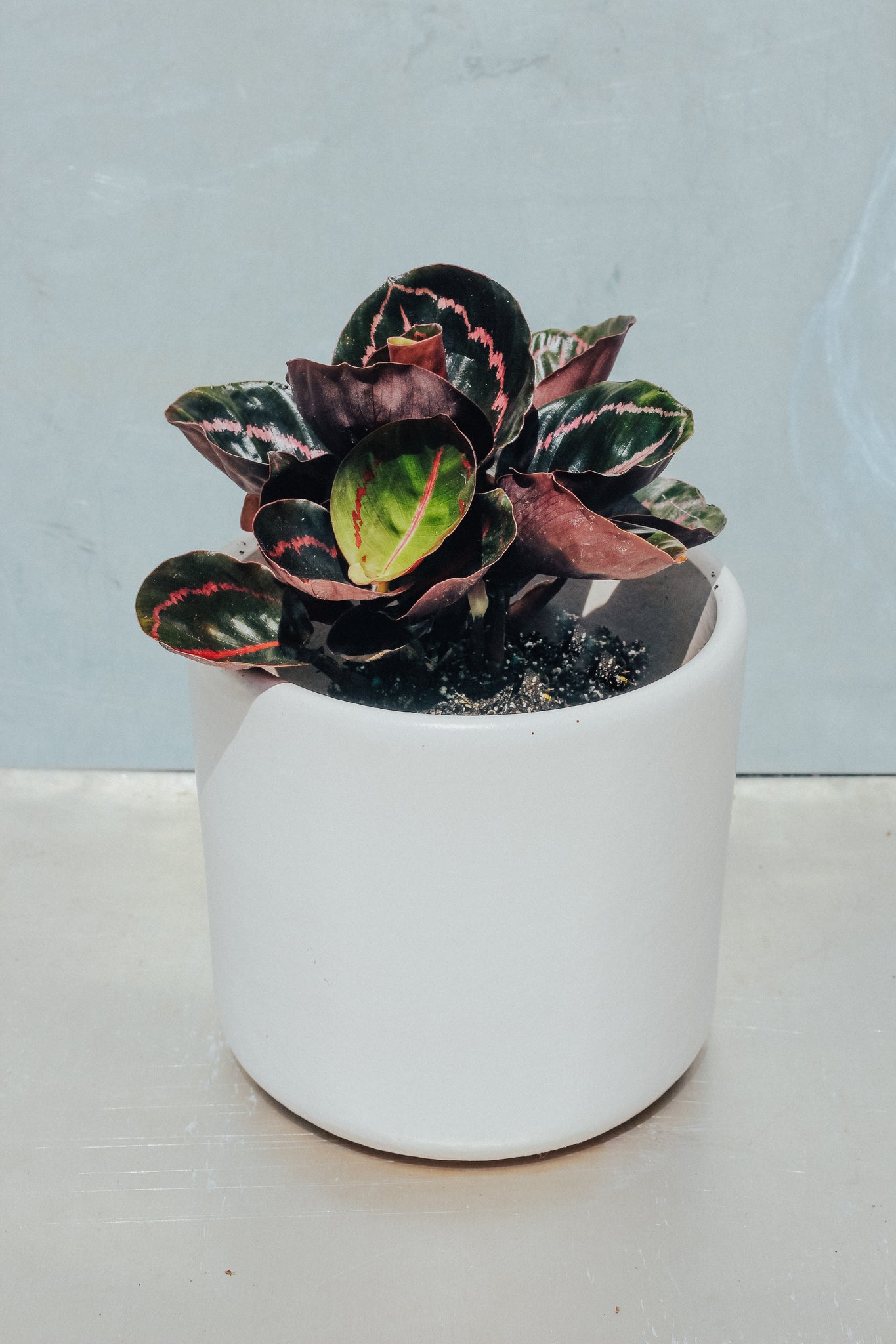 Calathea 'Dottie'