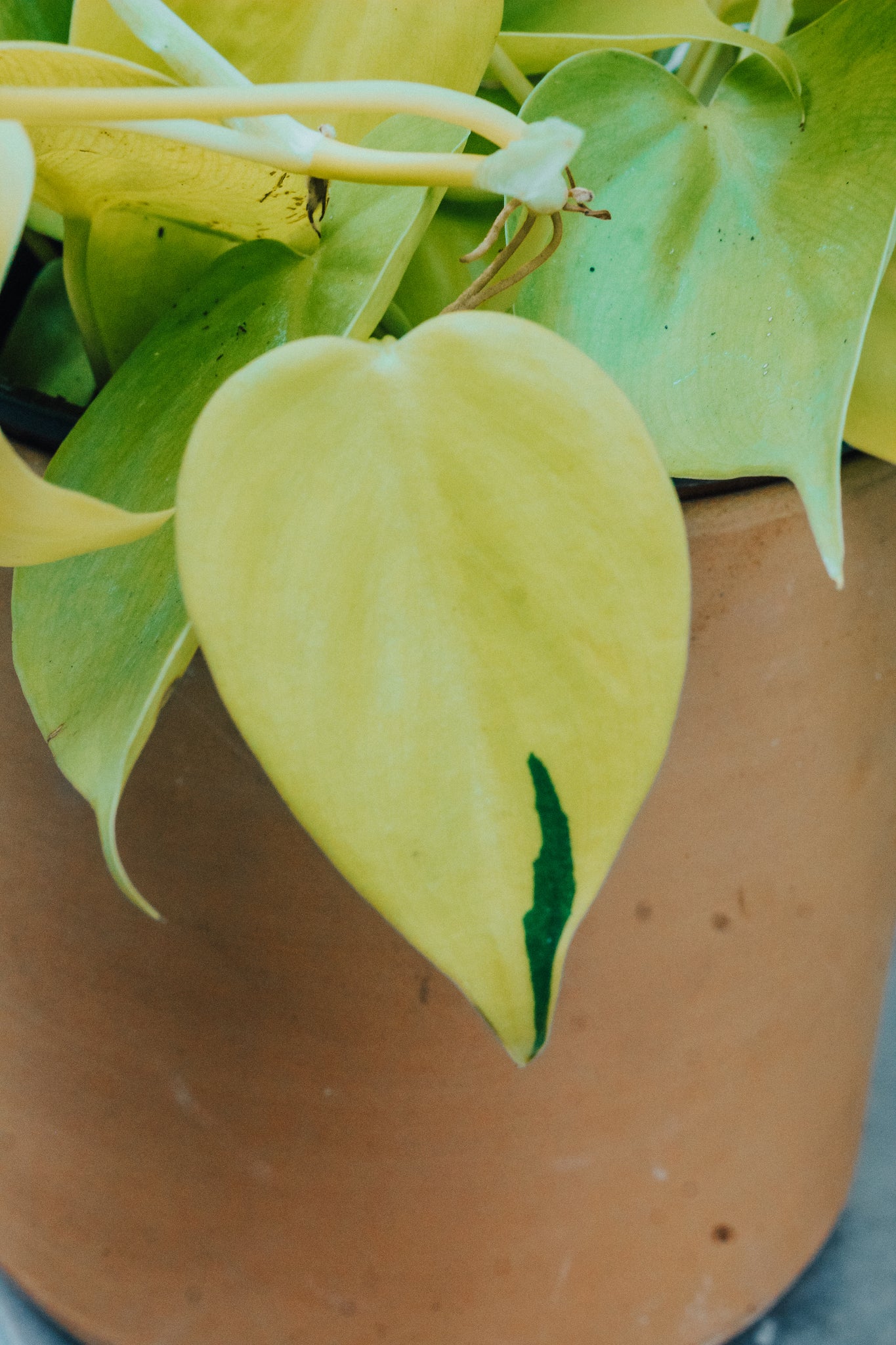 Philodendron 'Lemon' Cordatum