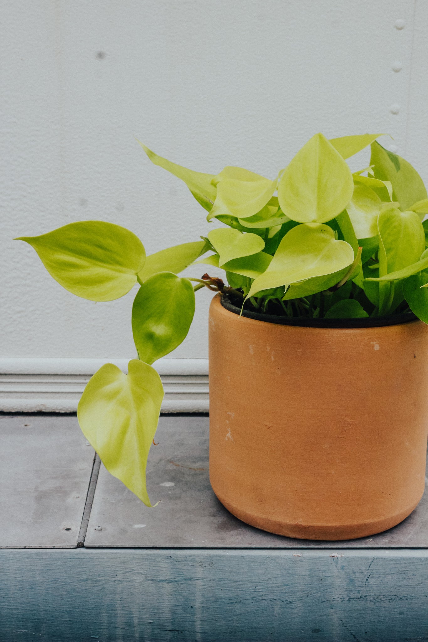 Philodendron 'Lemon' Cordatum