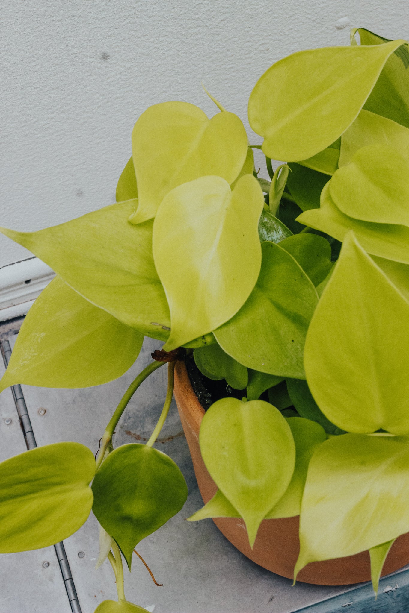 Philodendron 'Lemon' Cordatum