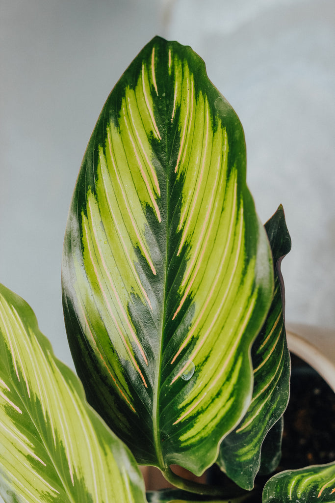 Calathea 'Beauty Star'